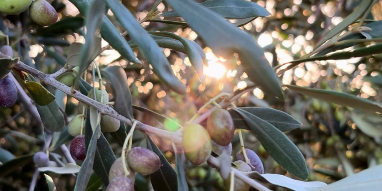 Visiting an olive oil mill in spring: what to expect
