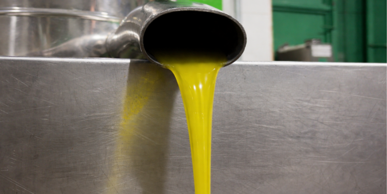 How extra virgin olive oil is made: from olive to oil